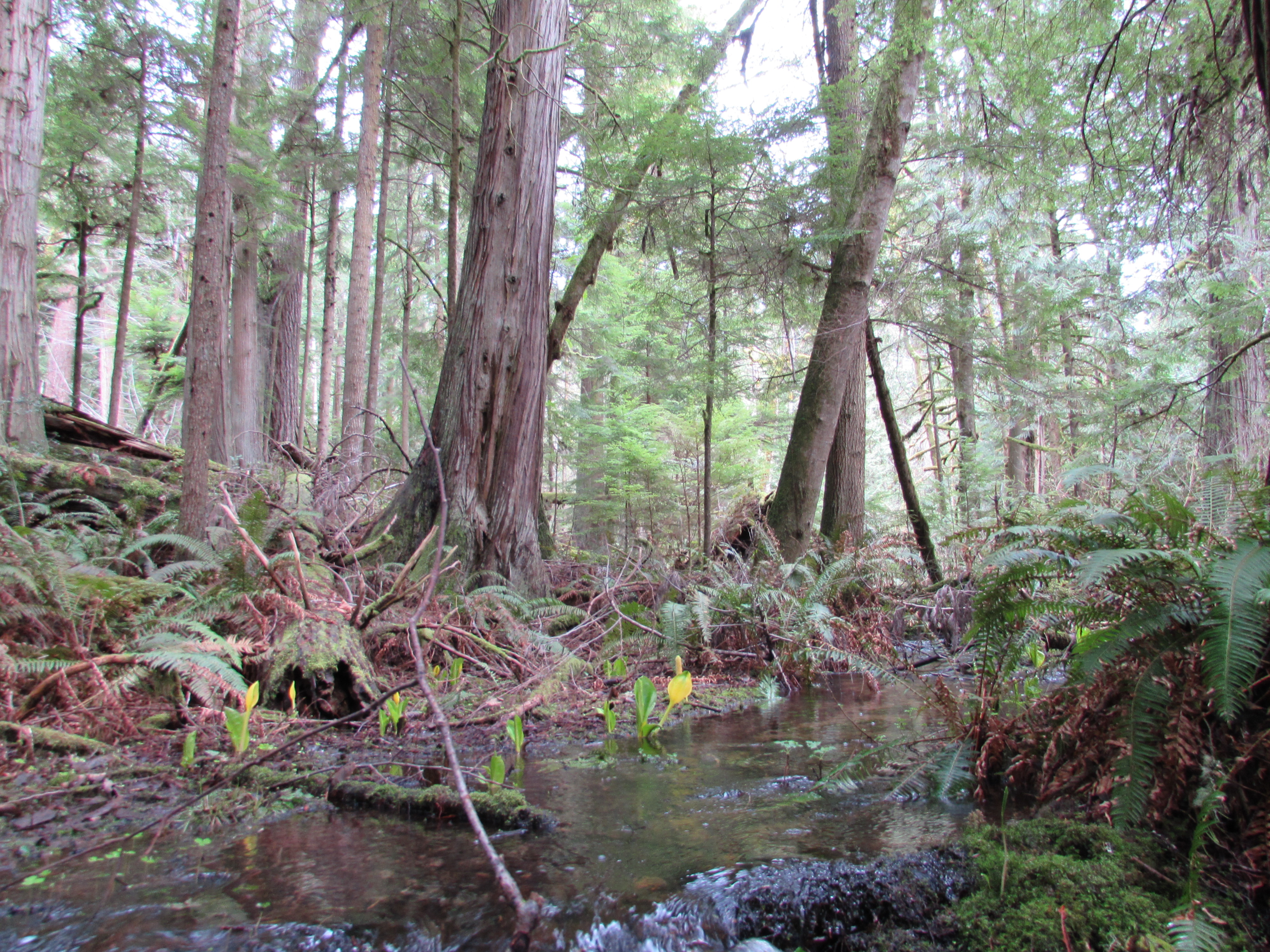 skunk cabbage